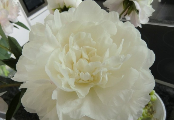 <b>Luktpion XL</b><Br>Paeonia lactiflora `Puffed Cotton´ - Bild 2