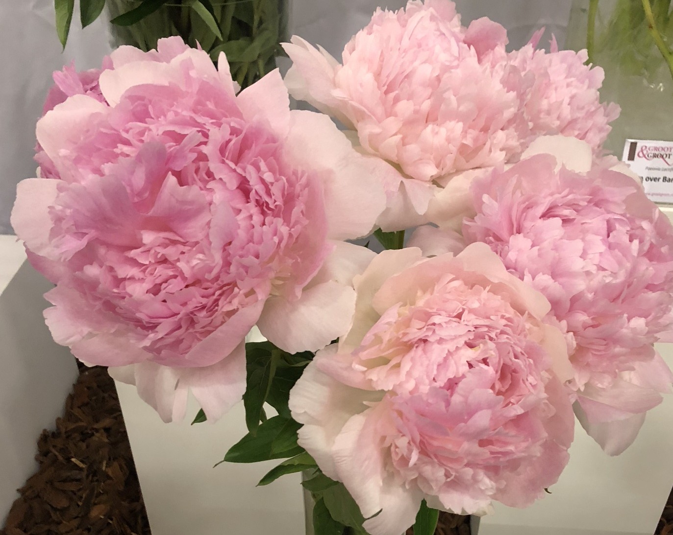 <b>Luktpion </b><Br>Paeonia lactiflora `Chiffon Parfait´