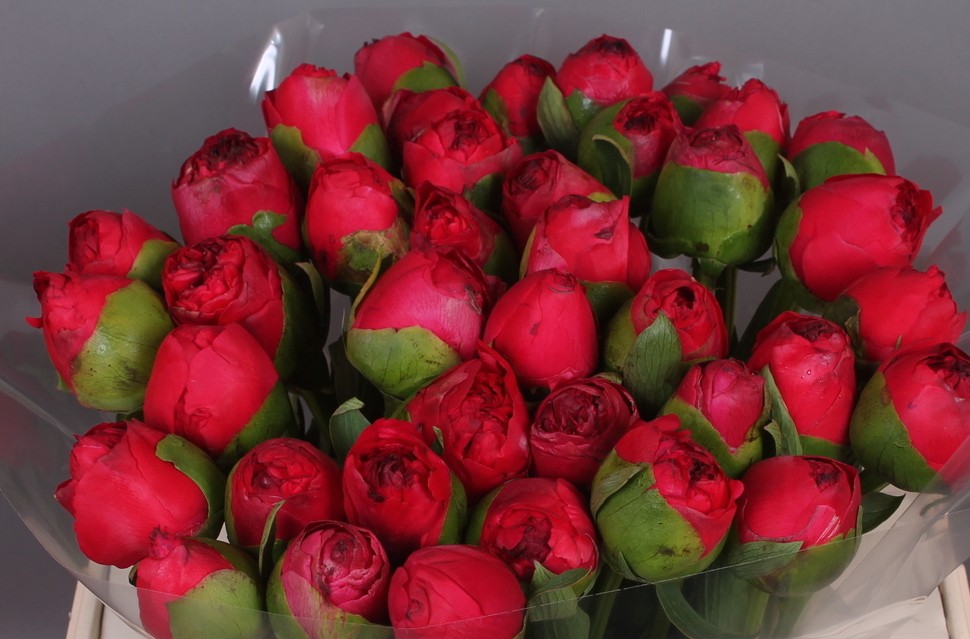 <b>Luktpion XL</b><Br>Paeonia hybrid `Command Performance´