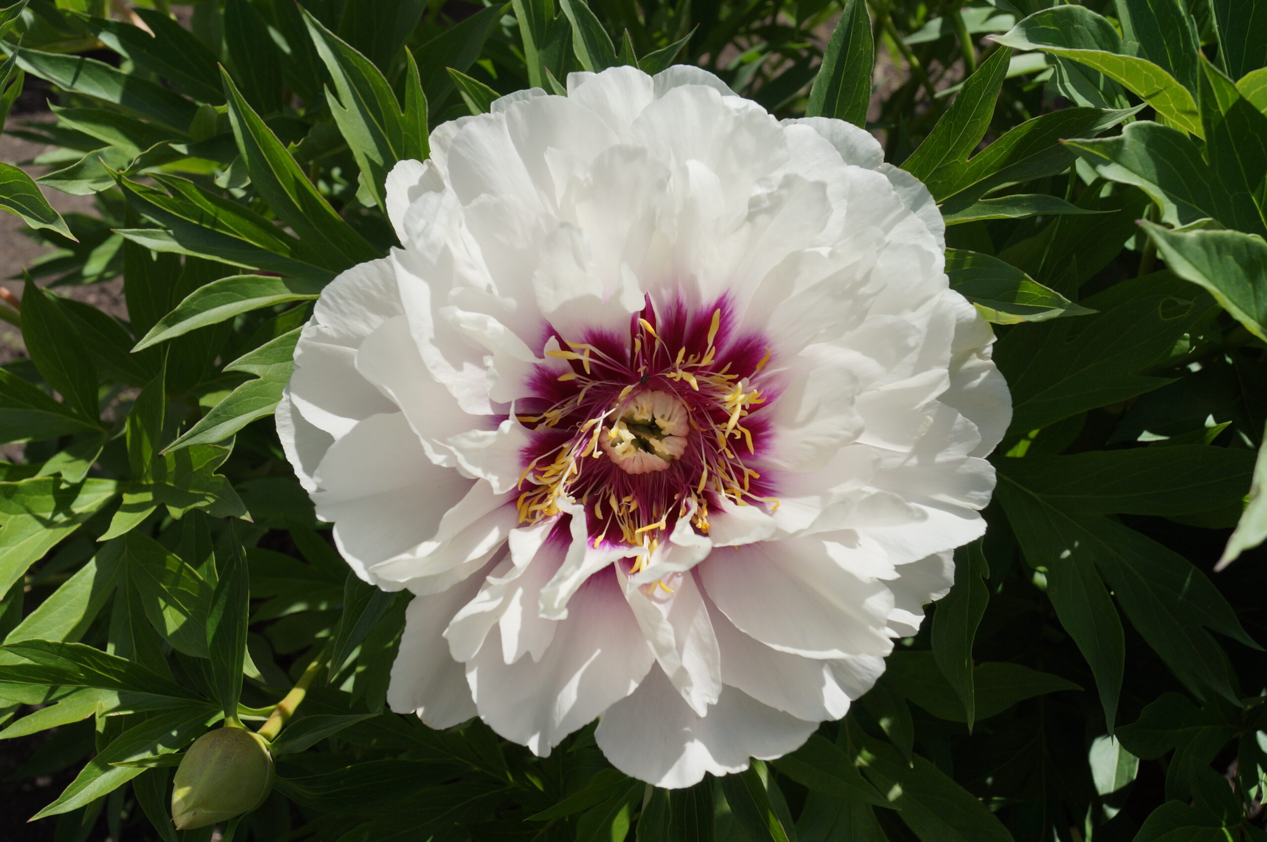 <b>Itoh-pion </b><Br>Paeonia itoh-hybr. `Cora Louise´