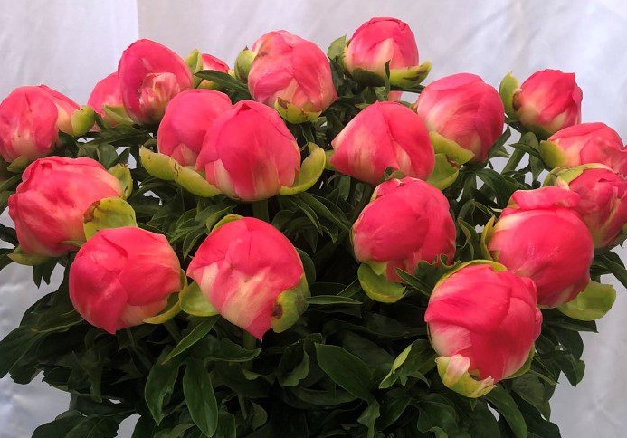 <b>Luktpion XL</b><Br>Paeonia hybrid `Coral Sunset´ - Bild 3