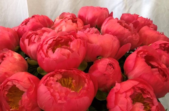 <b>Luktpion XL</b><Br>Paeonia hybrid `Coral Sunset´
