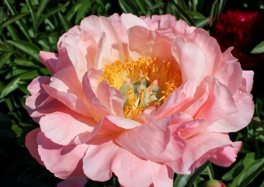 <b>Luktpion XL</b><Br>Paeonia hybrid `Coral Sunset´ - Bild 2