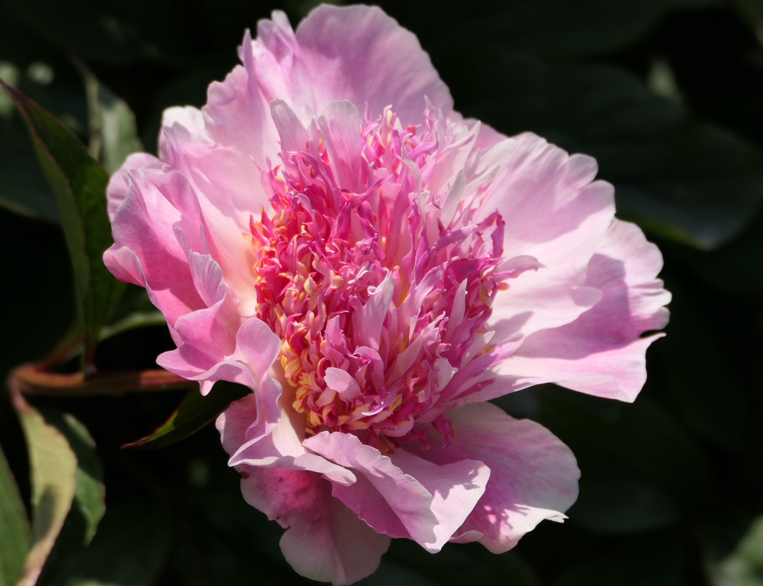 <b>Luktpion </b><Br>Paeonia lactiflora `Do Tell´