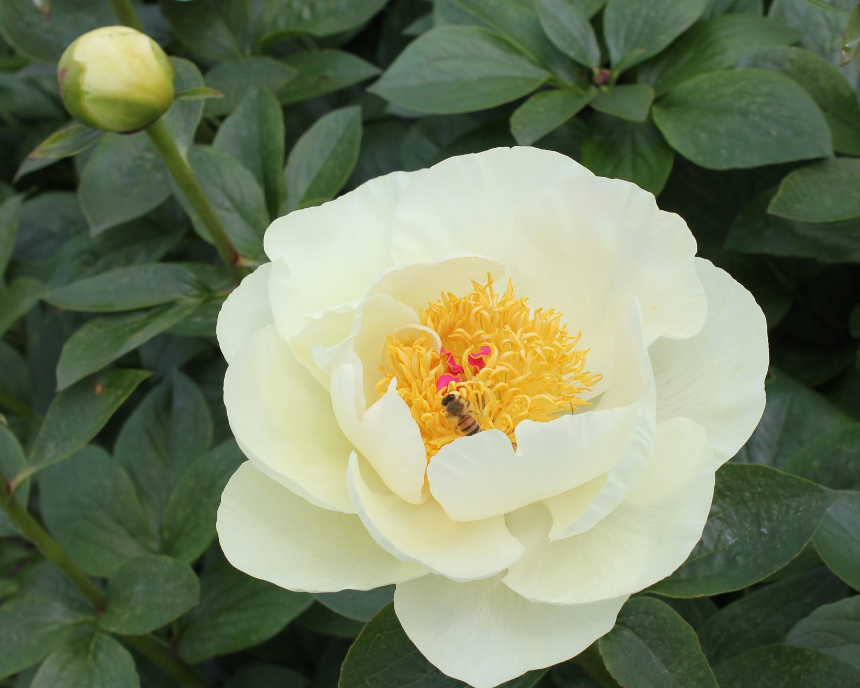 <b>Luktpion XL</b><Br>Paeonia hybrid `Early Sensation´