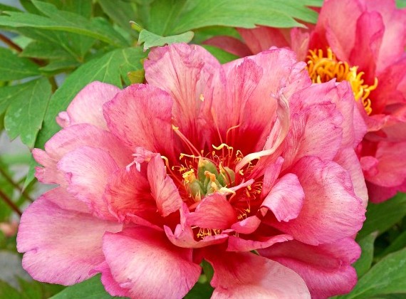 <b>Itoh-pion </b><Br>Paeonia itoh-hybr. `Hillary´