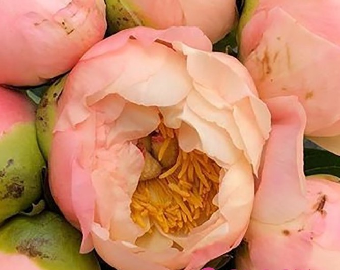 <b>Luktpion </b><Br>Paeonia hybrid `King´s Day´ - Bild 2