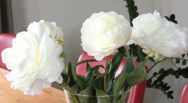 <b>Luktpion XL</b><Br>Paeonia lactiflora `Puffed Cotton´