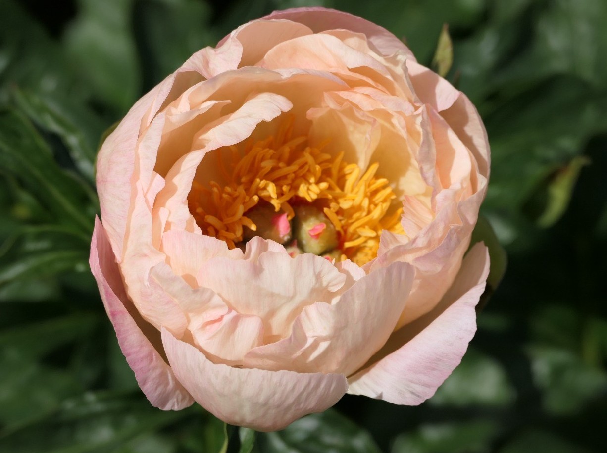 <b>Luktpion </b><Br>Paeonia hybrid `King´s Day´