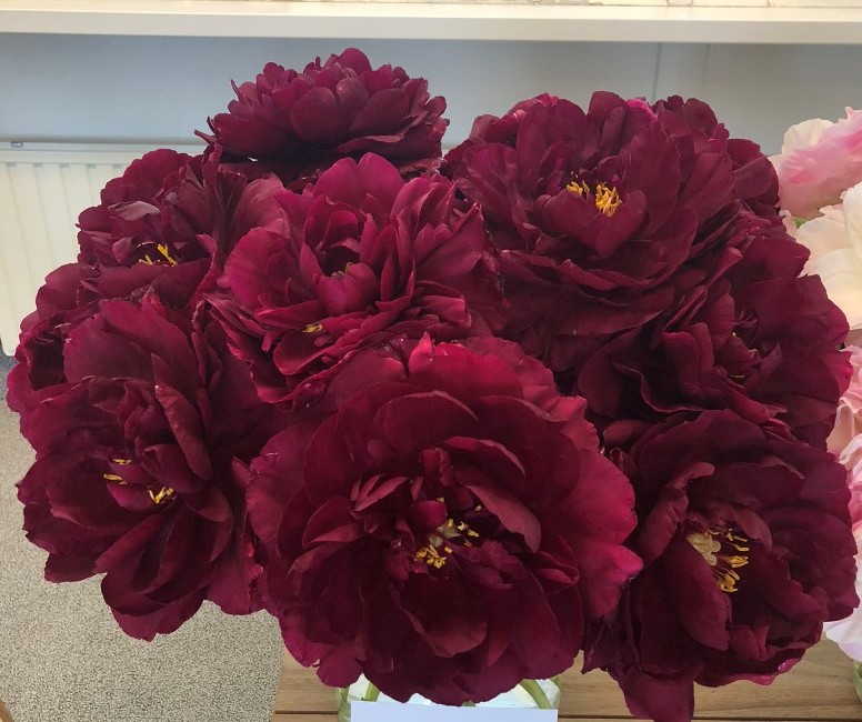 <b>Luktpion XL</b><Br>Paeonia hybrid `Old Faithful´ - Bild 3