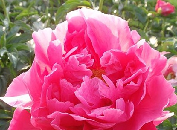 <b>Luktpion XL</b><Br>Paeonia hybrid `Paula Fay´