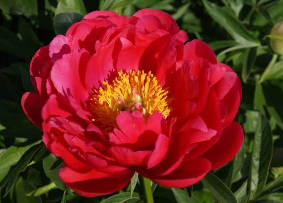 <b>Luktpion </b><Br>Paeonia hybrid `Raspberry Charm´