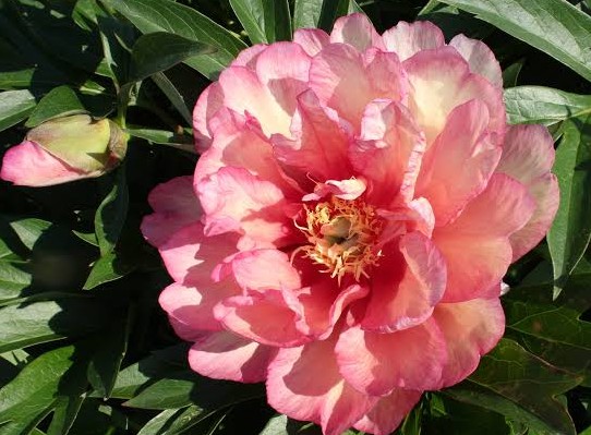 <b>Itoh-pion </b><Br>Paeonia itoh-hybr. `Scrumdidleumptious´