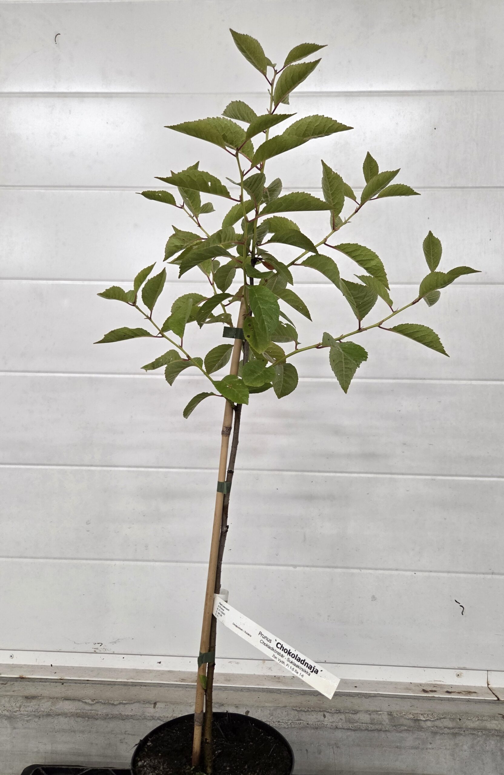 <b>Choklad Buskkörsbär</b>(låg stam)<Br>Prunus cerasus `Chokoladnaja´ - Bild 2
