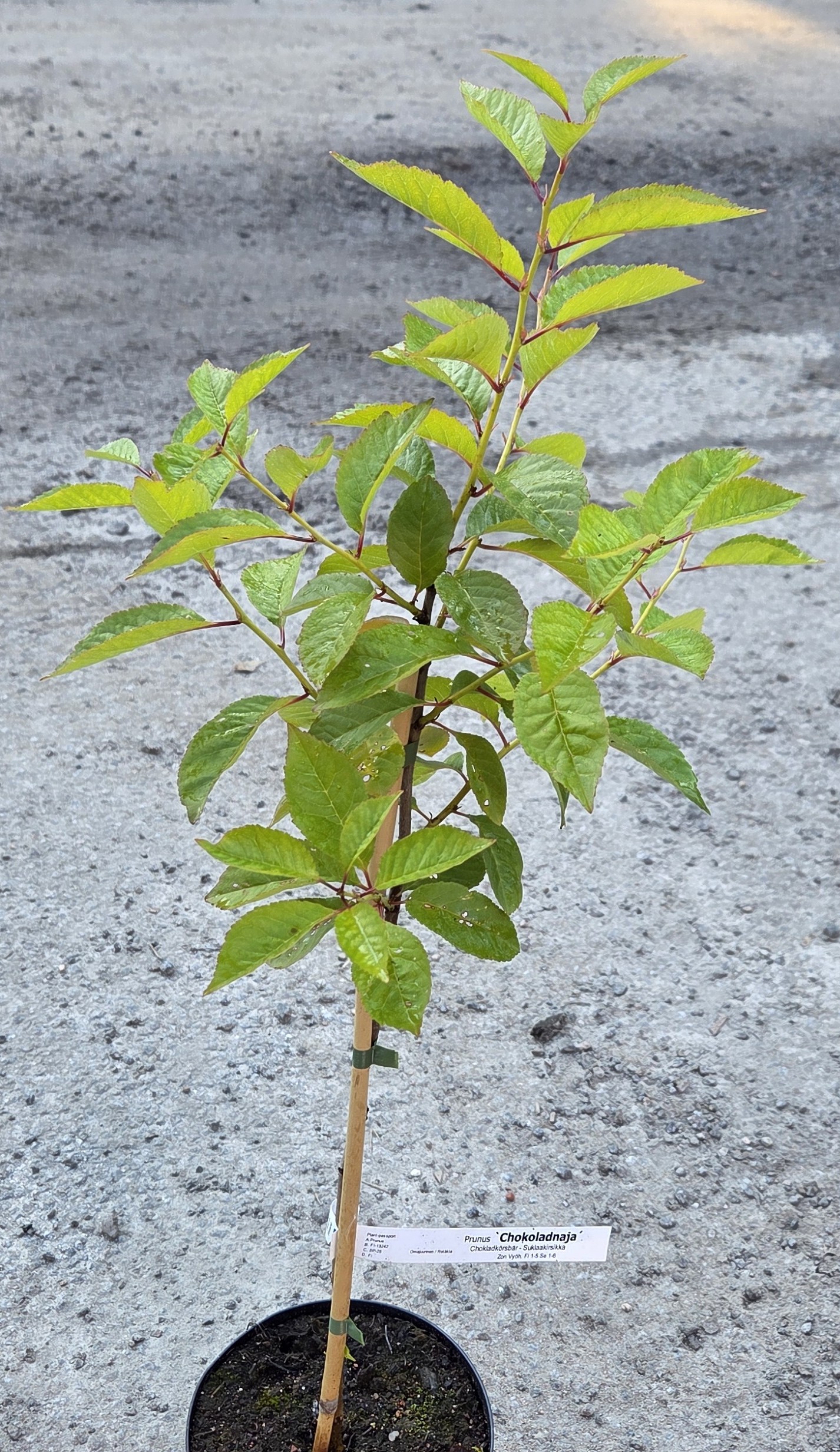 <b>Choklad Buskkörsbär</b>(låg stam)<Br>Prunus cerasus `Chokoladnaja´ - Bild 3