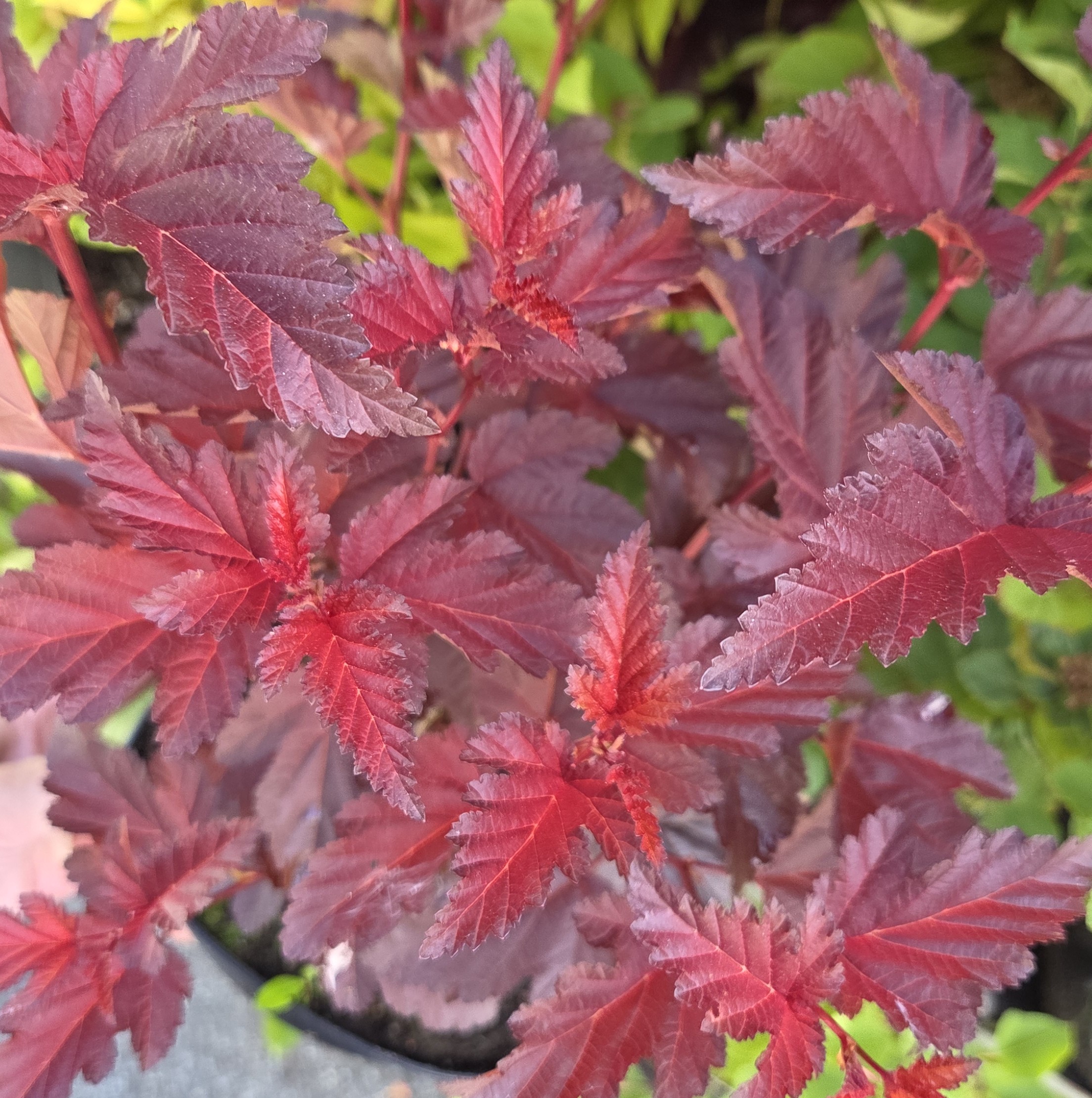 <b>Smällspirea</b><Br>Physocarpus opifolius `Little Angel´